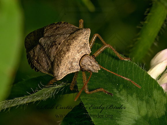 Euschistus servus euschistoides  BROWN STINKBUG 9078501z