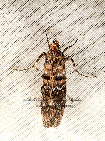 Dioryctria  PHYCTINI PYRALID MOTH 9051710z