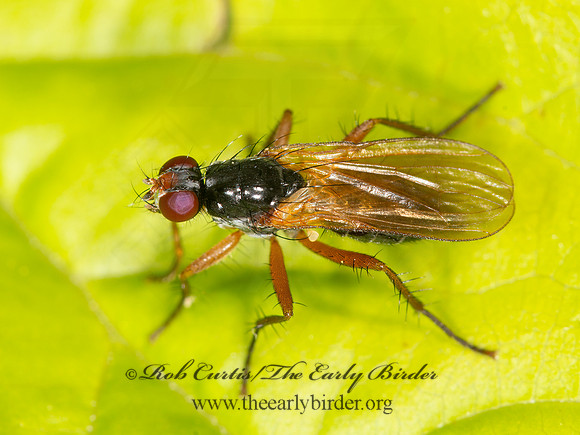 Cordilura setosa  DUNG FLY 9032823z