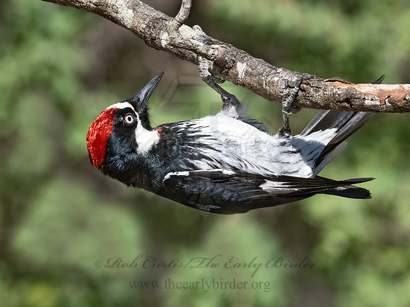 Melanerpes formicivorus  ACORN WOODPECKER 3038100z