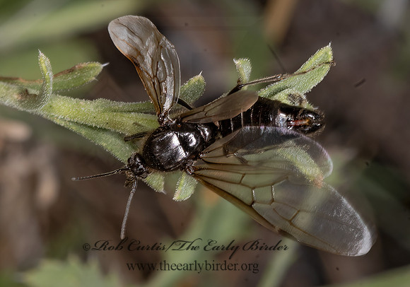 Liometopum apiculatum  VELVETY TREE ANT 3038728z