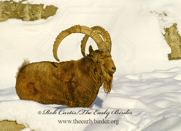 Capra ibex sibirica  SIBERIAN IBEX 279113z