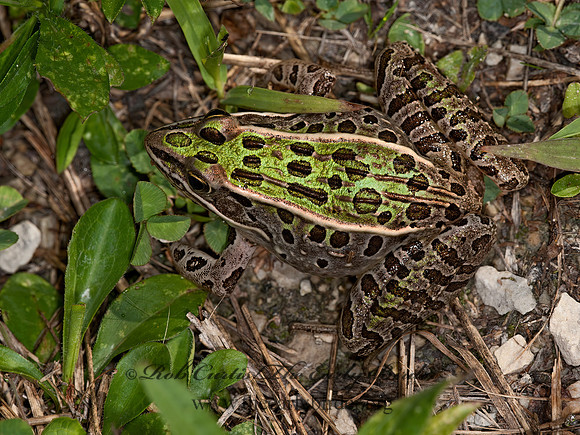 Lithobates pipiens  NORTHERN LEOPARD FROG 8031544 z