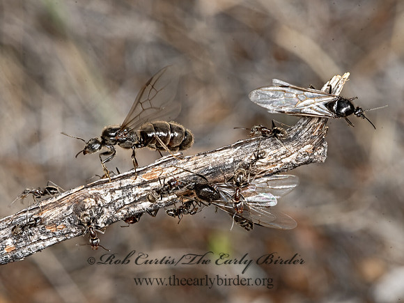 Liometopum apiculatum  VELVETY TREE ANT 3038733z