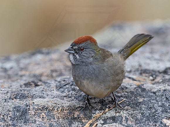 Pipilo chlorurus  GREEN-TAILED TOWHEE 3025494z