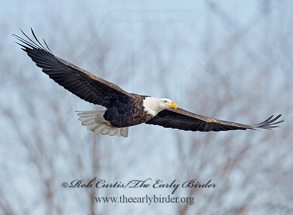 Haliaeetus leucocephalus  BALD EAGLE 9018294z