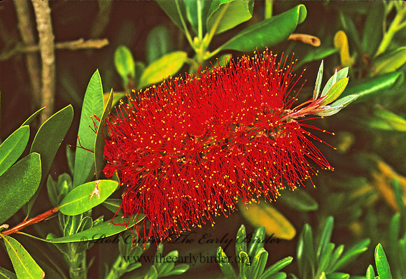 Melaleuca glauca  BOTTLEBRUSH 122920z