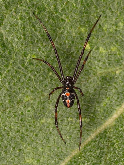 Latrodectus variolus  NORTHERN BLACK WIDOW 9082025z