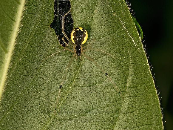 Theridion frondeum~  COBWEB SPIDER 9080024z