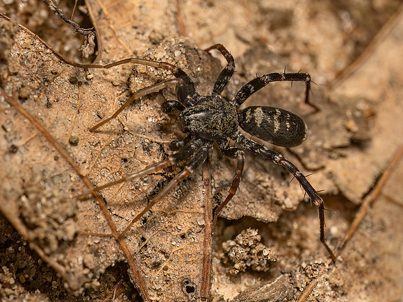 Castianeira longipalpa  LONG-PALPED ANT-MIMIC SPIDER 9080895z