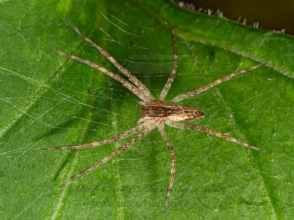 Pisaurina mira  NURSERY WEB SPIDER 3042742z