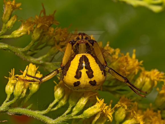 Misumenoides formosipes  WHITEBANDED CRAB  9082520z