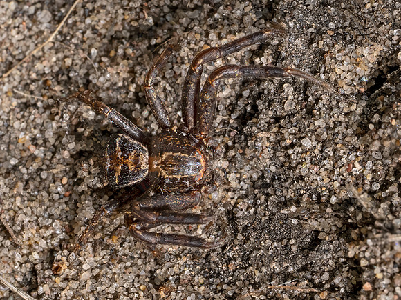 Xysticus  CRAB SPIDER 9079844z