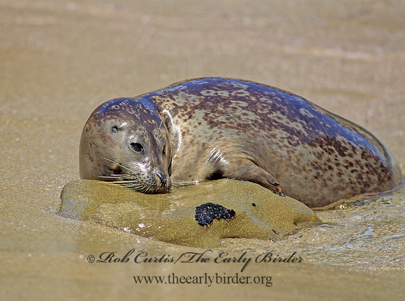 Phoca vitulina  HARBOR SEAL 124509z