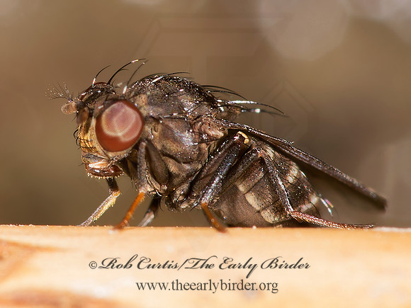 Notiphila (Dicaheta) caudata grp  SHORE FLY 9003366z