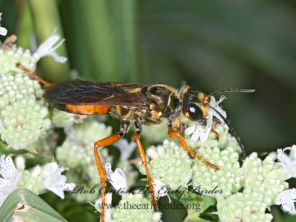 Sphex ichneumoneus 7012054z