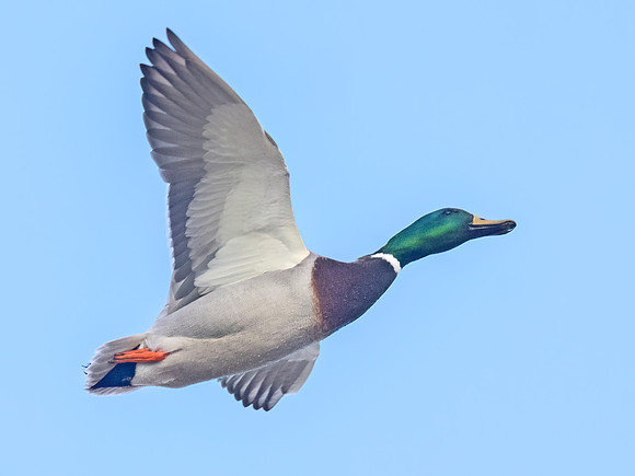 Anas platyrhynchos MALLARD 9093325z