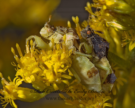 Phymata americana  AMBUSH BUG 5000629z