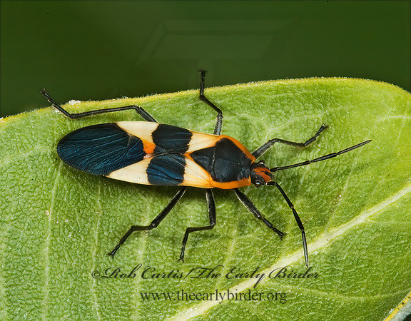 Oncopeltus fasciatus  LARGE MILKWEED BUG 5015889z