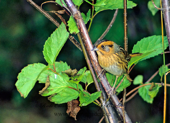 Ammospiza nelsoni  NELSON'S SPARROW 23912z