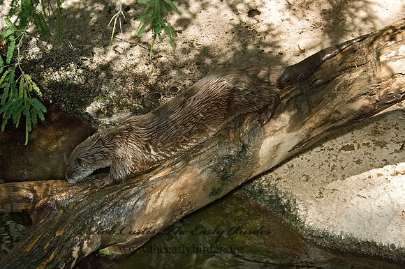 Lontra canadensis  RIVER OTTER 5005454z