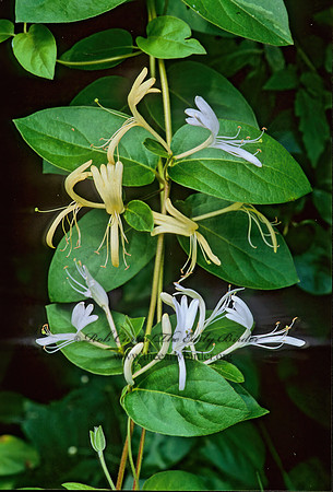 Lonicera japonica  JAPANESE HONEYSUCKLE 277533z