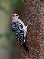 Melanerpes aurifrons  GOLDEN-FRONTED WOODPECKER 3030964z