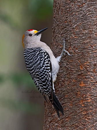 Melanerpes aurifrons  GOLDEN-FRONTED WOODPECKER 3030964z
