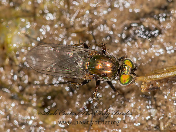 Dolichopus albiciliatus~  LONGLEGGED FLY~ 9003380 z