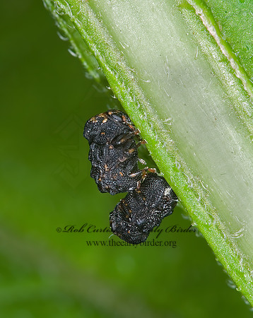 Exema dispar  CASEBEARER LEAF BEETLE 6014332z