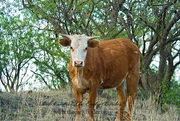 Bos taurus  CATTLE 4003514z