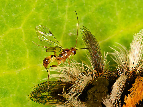 Mesochorus discitergus  MESOCHORINAE ICHNEUMON 1305732z