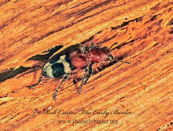Thanasimus dubius  CHECKERED BEETLE 264715z
