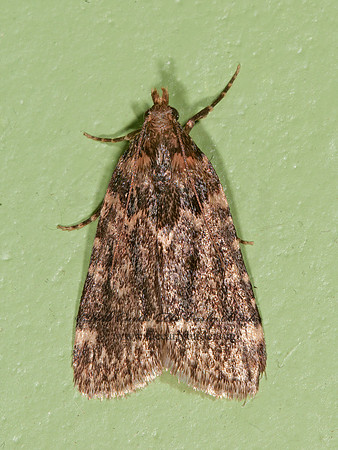 Aglossa caprealis  STORED GRAIN MOTH 3014438z