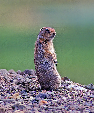 Urocitellus parryii  ARCTIC GROUND SQUIRREL 234403z