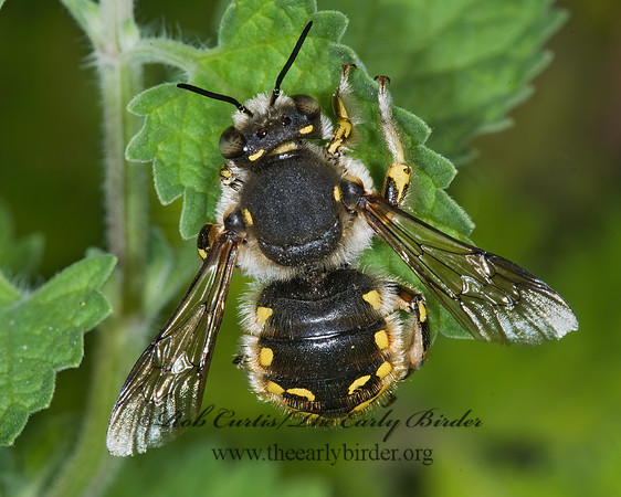 Anthidium manicatum  EUROPEAN WOOL-CARDER BEE 6012639z