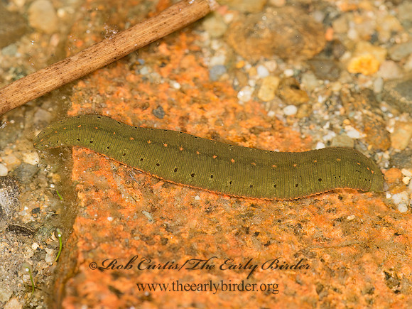 Macrobdella décora  NORTH AMERICAN LEECH 9032891z