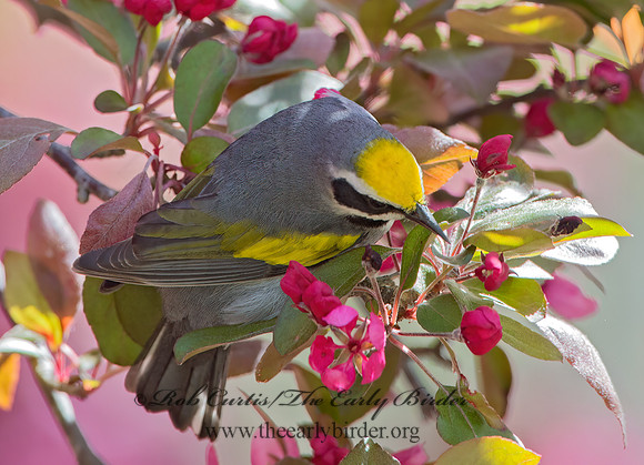 Vermivora chyrsoptera  GOLDEN-WINGED WARBLER 9029973z