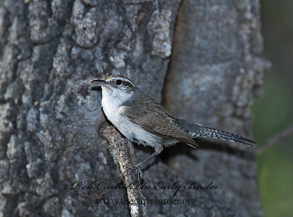 Thyromanes bewickii  BEWICK'S WREN 7008762z