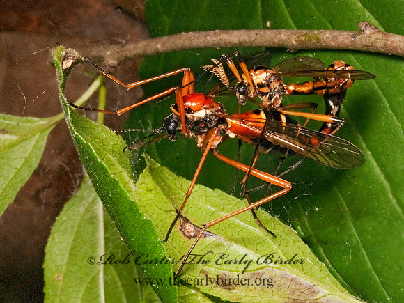 Ctenophora dorsalis  CRANE FLY3002580z