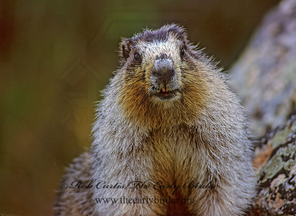 Marmota calligata  HOARY MARMOT 234829z