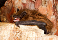 Eptesicus fuscus BIG BROWN BAT 8017106z