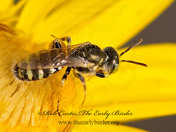 Perdita  FAIRY BEE 3026322z