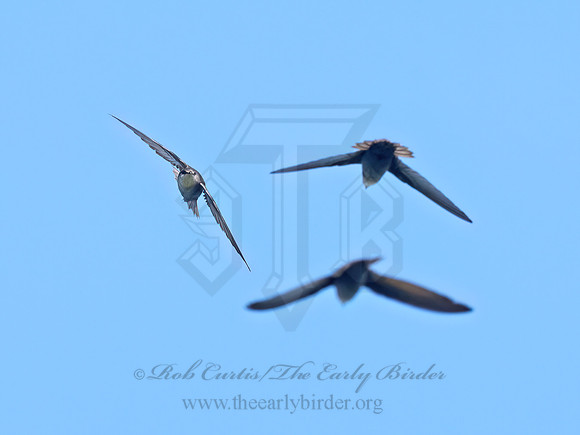 Chaetura pelagica CHIMNEY SWIFT 3042661z