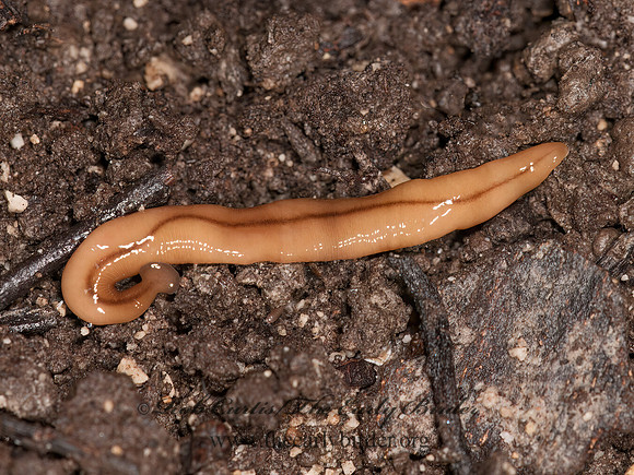 Bipalium adventitium  TERRESTRIAL PLANARIAN WORM 3014845z