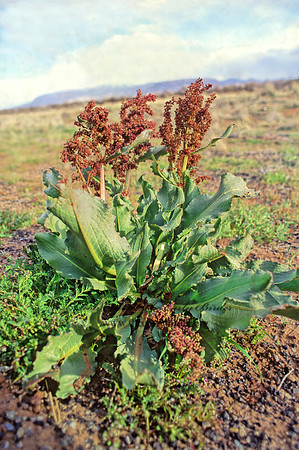 Rumex hymenosepalus  ARIZONA DOCK 120735z