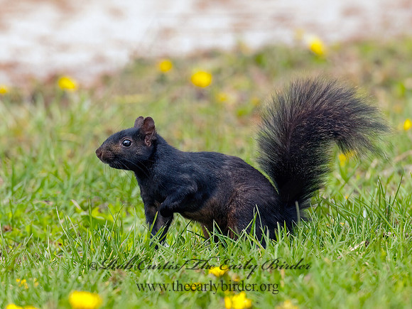Sciurus carolinensis  EASTERN GRAY SQUIRREL 3001941z