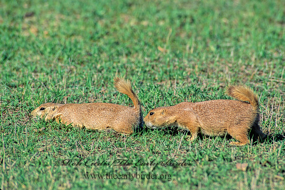 Cynomys ludovicianus  BLACK-TAILED PRAIRIE DOG 134334z