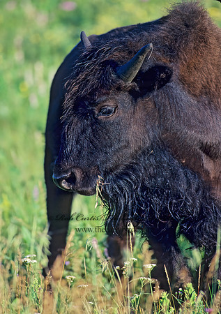 Bison bison  BISON 31015z