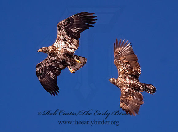 Haliaeetus leucocephalus  BALD EAGLE 6020731z